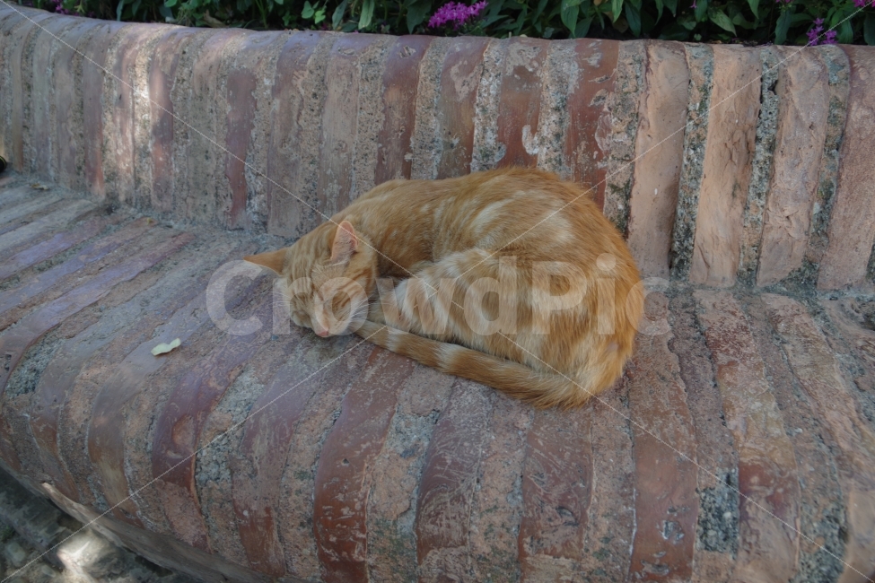 	여행,스페인,그라나다,알함브라travel,spain,grananda,alhambra,cat,고양이,동물,animal,고양이,cat,kitten,kitty,포유류,mammal