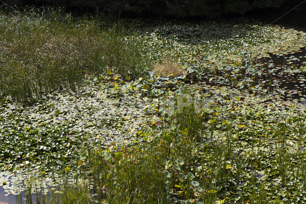 자연,호수,늪지,생태,배경,감성,자연,풍경,nature,landscape,field,들,outdoors,옥외,grassland,목초지,flower,꽃,plant,식물,blossom