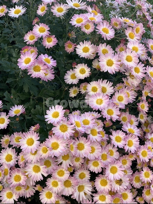 plant,식물,daisy,데이지,flower,꽃,국화,식물,자연,plants,nature,꽃,flower