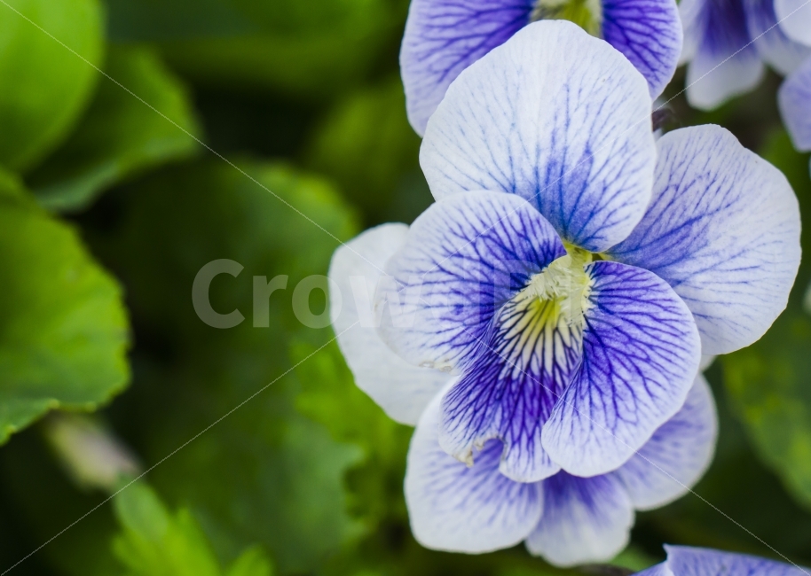 꽃,자연,보라색,접사,마크로,macro,풀,수술,암술,꽃잎,식물,자연,plants,nature,꽃,flower