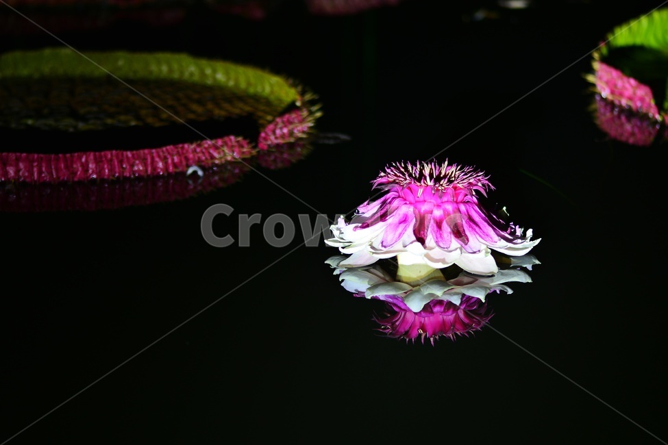 lighting,조명,plant,식물,flower,blossom,꽃,밤,야경,연꽃,수련,빅토리아연,빅토리아연꽃