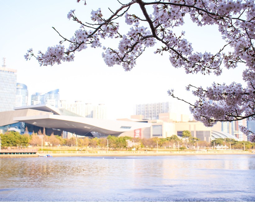 벚꽃,벚꽃나무,강변,blossom,flower,봄,봄,계절,spring,season,식물,자연,plants,nature,꽃,flower,plant