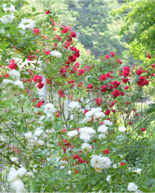 장미,꽃,식물,정원,봄,식물,자연,plants,nature,꽃,flower