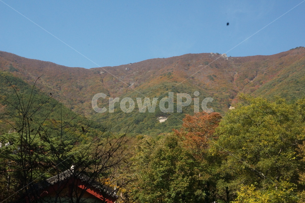 단풍,fallfoliage,autumncolors,fall,가을,autumn,가을빛,autumnaltints,자연,nature,석남사,seongnamsatemple,울산,ulsan,hill,언덕,가을,계절,fall,autumn,season,outdoors,옥외