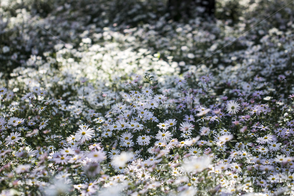 국화,구절초,꽃,꽃밭,식물,자연,가을,식물,자연,plants,nature,꽃,flower