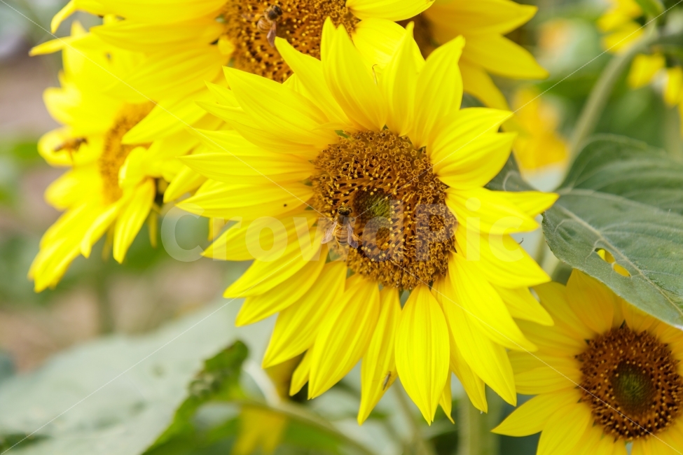 해바라기,꽃,flower,sunflower,가을,식물,자연,plants,nature,꽃,flower,동물,animal,곤충,벌레,insect,bug