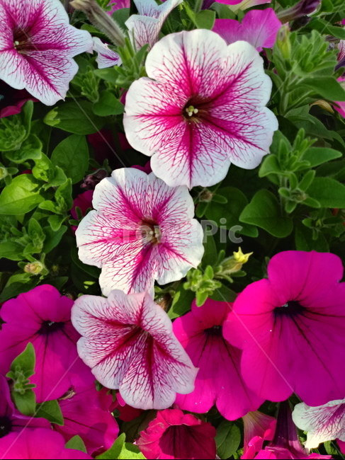 페튜니아,꽃,식물,flower,plant,commongardenpetunia,가지과,한해살이풀,식물,자연,plants,nature,꽃,flower