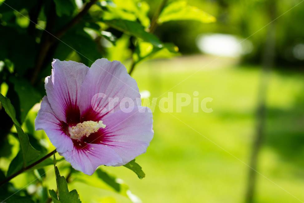 꽃,무궁화,우리나라꽃,식물,flower,무궁화꽃,국화,나무,삼일절,애국심,야생화,대한민국의상징,속씨식물,아욱과,나라꽃,씨앗,열매,꽃잎,붉은색,무궁화정신,쌍떡잎식물,근화,흰색,연분홍색,분홍색,단체수술,공원,조경,무궁화과,식물,자연,plants,nature,꽃,flower