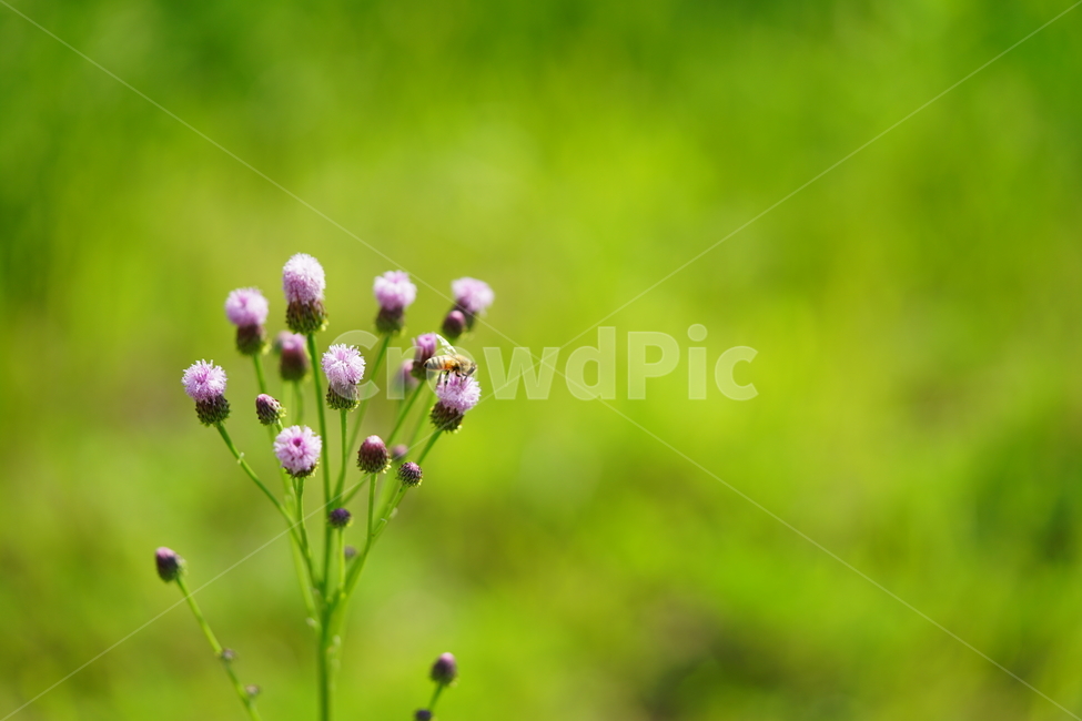 녹색,그린,꽃,꿀벌,벌,곤충,식물,자연,접사,bee,감성,풍경,생명,컬러,식물,자연,plants,nature,꽃,flower,동물,animal,곤충,벌레,insect,bug