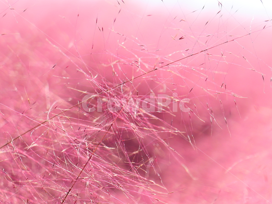 핑크뮬리,뮬리,muhly,pinkmuhly,여러해살이풀,여러해살이식물,핑크뮬리그라스,pinkmuhlygrass,속씨식물,외떡잎식물,벼목,가을,계절,fall,autumn,season,식물,자연,plants,nature