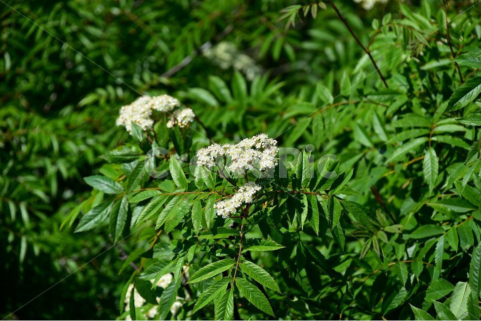 마가목,야생화,꽃,식물,자연,생태,플라워,flower,plants,nature,식물,자연,plants,nature,꽃,flower