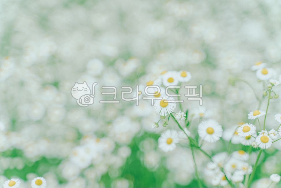 개망초,계란꽃,데이지,꽃,식물,plant,daisy,flower,blossom,꽃,flower