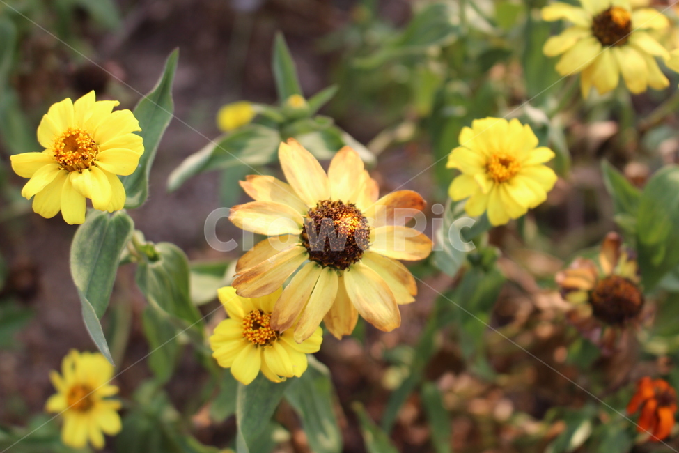꽃,식물,노랑,flower,plant,yellow,green,녹색,잎,봄,배경,야외,식물,자연,plants,nature,꽃,flower