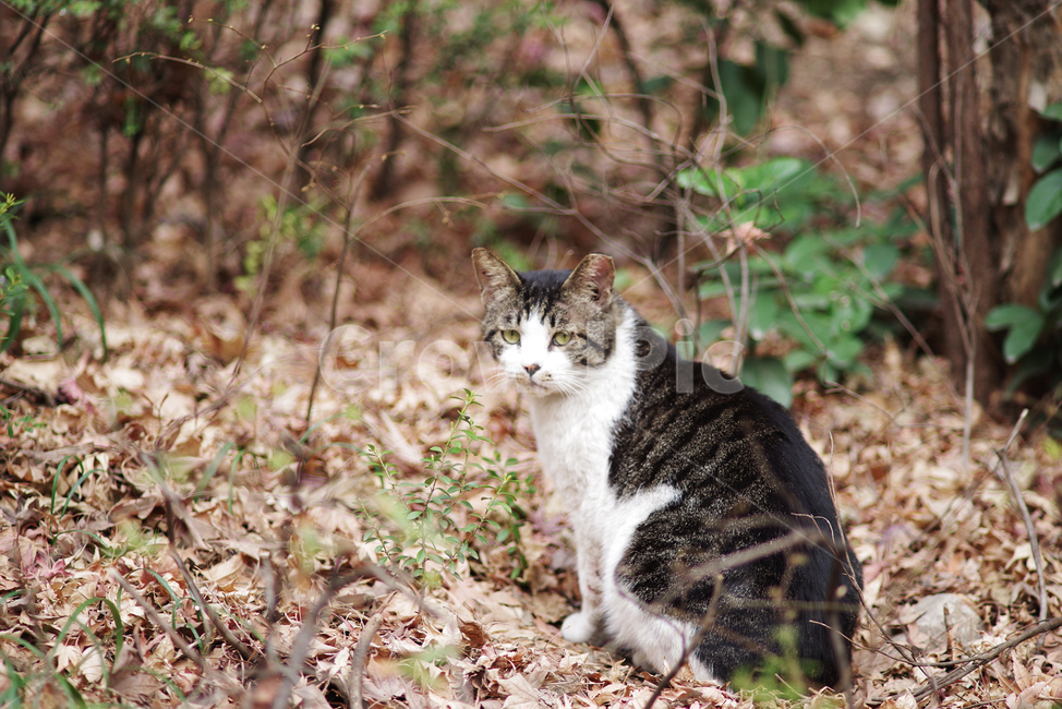 고양이,길고양이,길냥이,동물,야생동물,야생,자연,cat,kitty,kitten,pet,animal,gato,동물,animal,포유류,mammal,고양이,cat,kitten,kitty