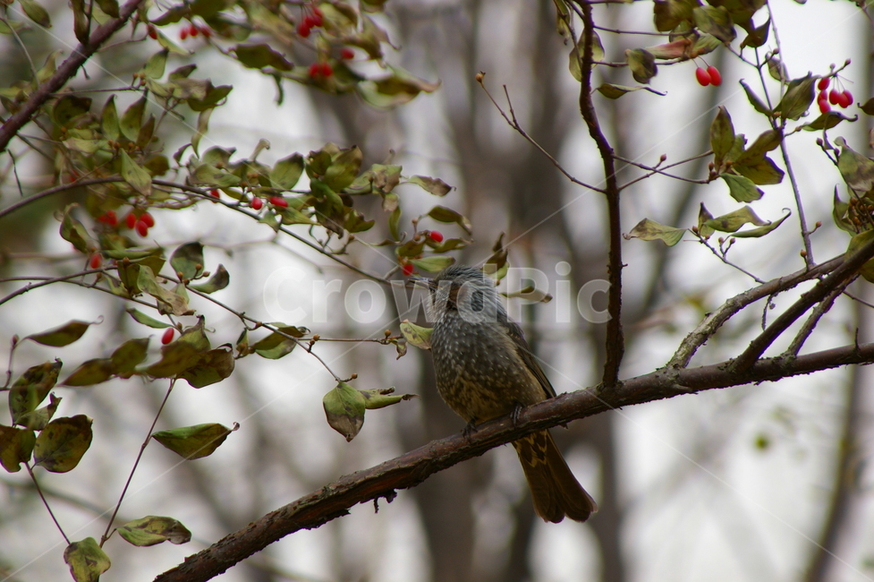 bird,새,animal,동물,야외,조류,나뭇가지,동물,animal,조류,새,birds