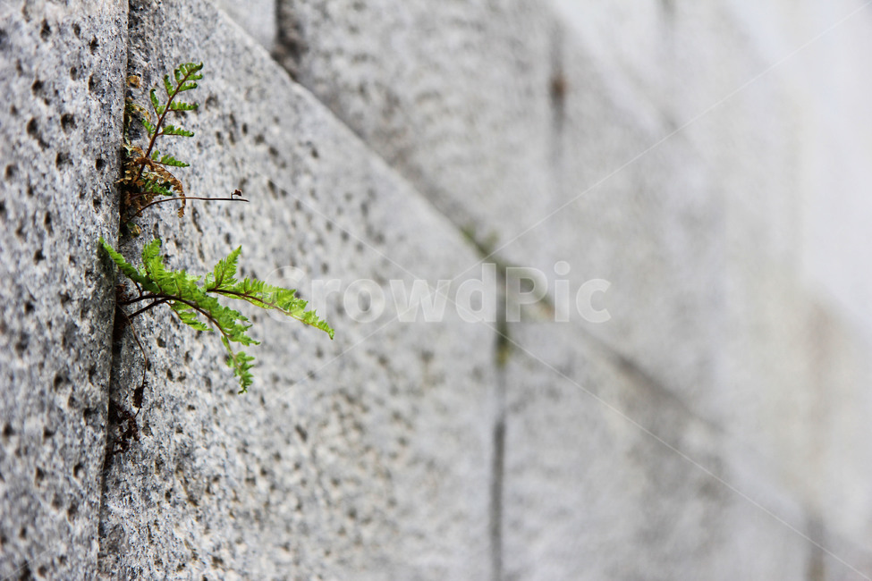 담벼락,잡초,벽,접사,길거리,삭막,쓸쓸,식물,자연,plants,nature