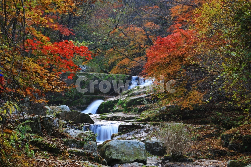 leaf,잎,tree,나무,maple,water,nature,자연,outdoors,옥외,stream,흐름,plant,식물,강원도,인제,방태산,방태산폭포,방태산가을,폭포,가을,추색,단풍,단풍잎,낙엽,만추,물흐름,계곡,가을,계절,fall,autumn,season,자연,풍경,nature,landscape