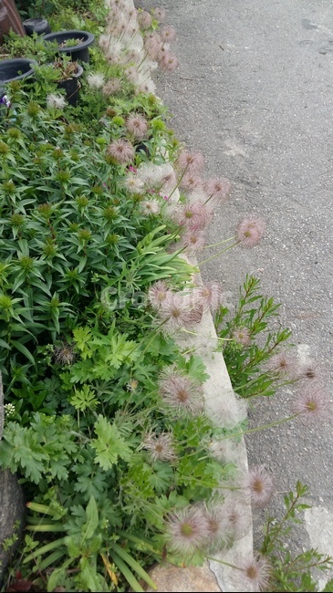 식물,plant,자연,꽃,풀