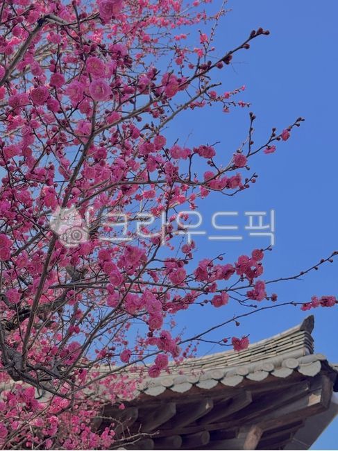 매화,매화꽃,자연,봄,기와,꽃
