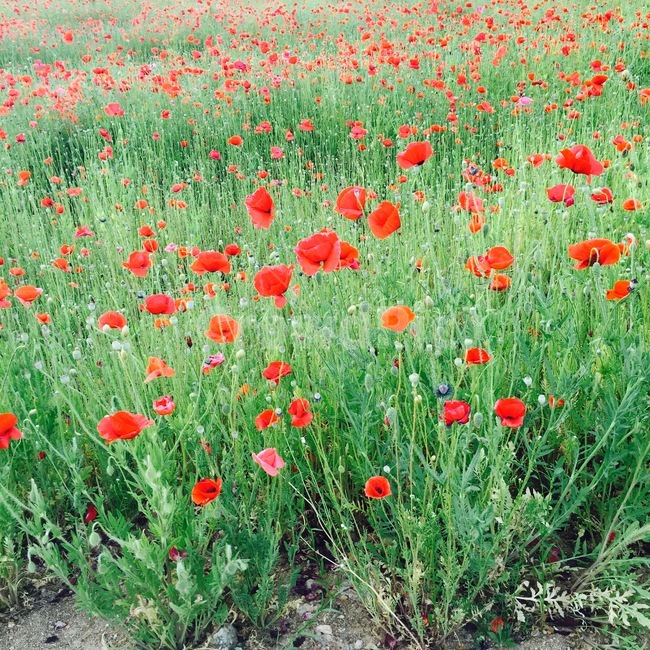 꽃,양귀비,정원,rose,flower,garden