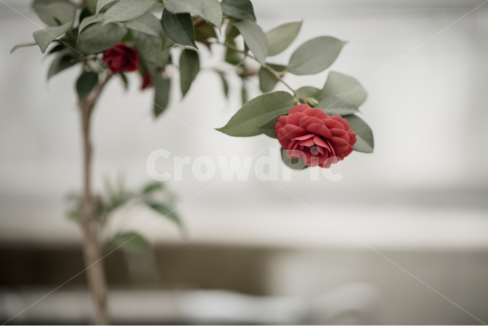 장미,꽃,감성,Rose,Flower,식물,자연,plants,nature,꽃,flower,감성,sensible,feeling