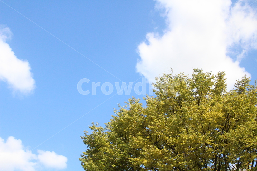 tree,나무,plant,식물,하늘,가을하늘,구름,자연,풍경,nature,landscape