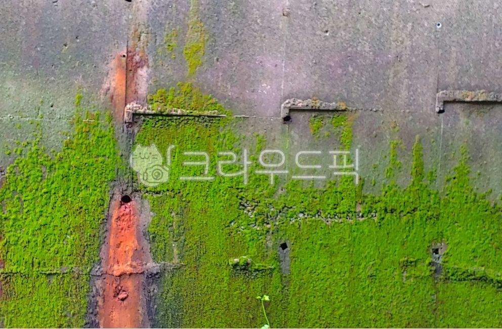 이끼,moss,벽,wall,폐가,자연,nature