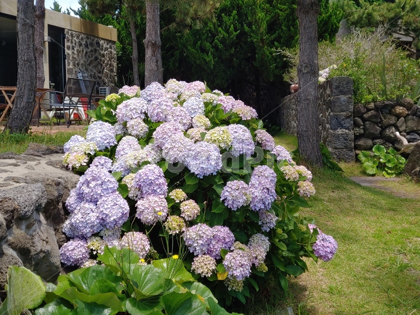 수국,꽃,골목,연보라,연분홍,flower,summer,아름다운,예쁜,beautiful,pretty