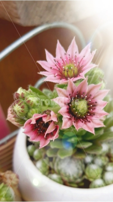 다육이,꽃,빛,햇살,핑크,배경,식물,자연,plants,nature,꽃,flower