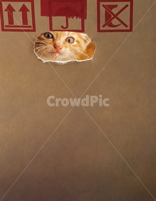 고양이,cat,동물,animal,애묘,cute,웃음,스마일,smile,포유류,애완동물,pet,동물,animal,포유류,mammal,고양이,cat,kitten,kitty