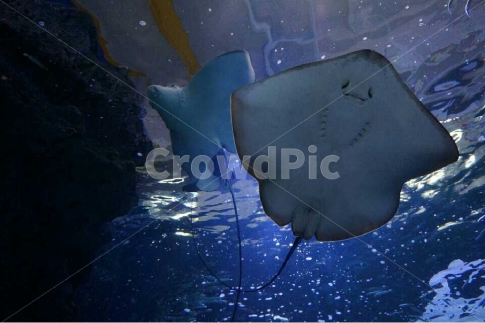 가오리,아쿠아리움,해양생물,물고기,바다,wildlife,ray,aquarium,fish,underwater,marine,sea,marinelife,sealife,blue,water,swim,수영