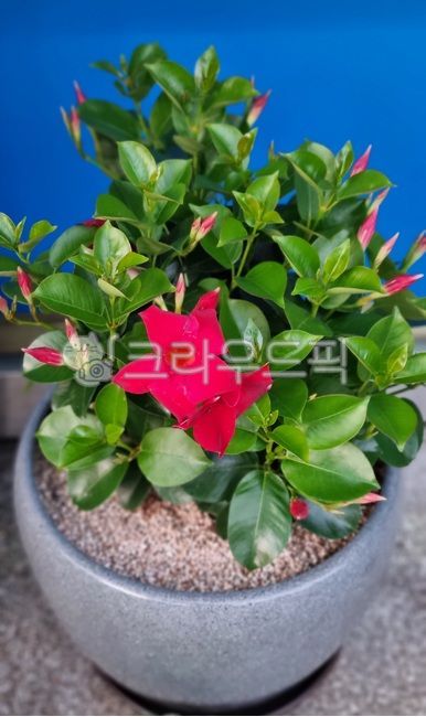 만데빌라,브라질자스민,동백자스민,plant,식물,꽃