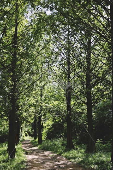 산책로,나무,메타세콰이어,자연,nature,trail,wood,tree,green,자연,풍경,nature,landscape,vegetation,초목,plant,식물,outdoors,옥외,woodland,삼림지,forest,숲,land,땅,grove,작은 숲