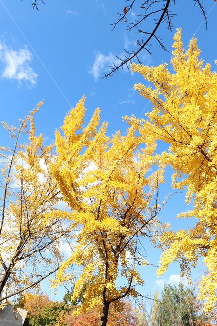 개나리,나무,개나리나무,노란색,노랑,푸른하늘,가을,계절,fall,autumn,season,tree,plant,식물