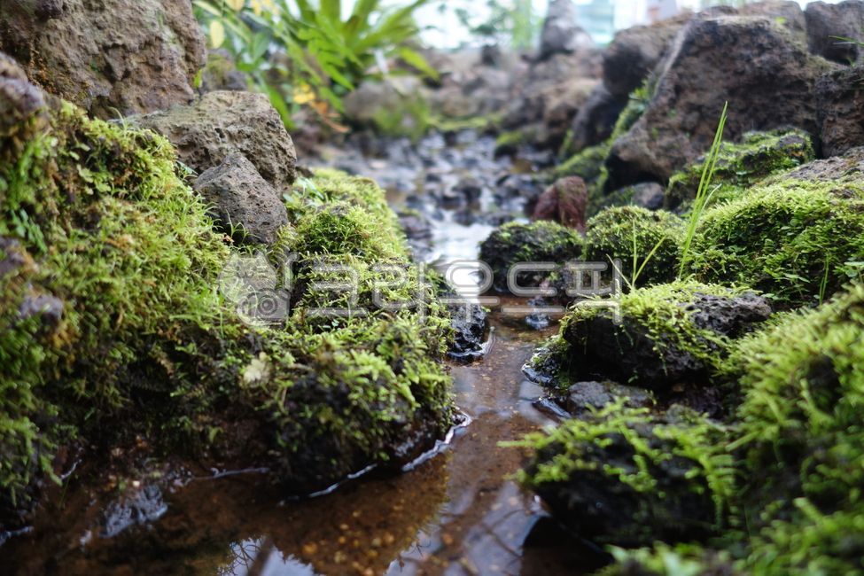 moss, 이끼, nature, 자연, tree, 사진,이미지,일러스트,캘리그라피 - 엔엔디작가