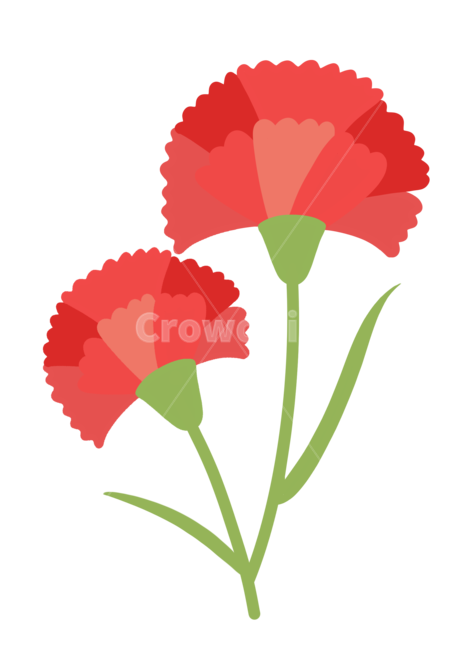 카네이션,꽃,어버이날,감사,존경,스승의날,플라워,꽃일러스트,꽃그림,잎,꽃잎,blossom,식물,plant,flower,카네이션꽃,5월8일,스승,그래픽,일러스트레이션,graphic,illustration
