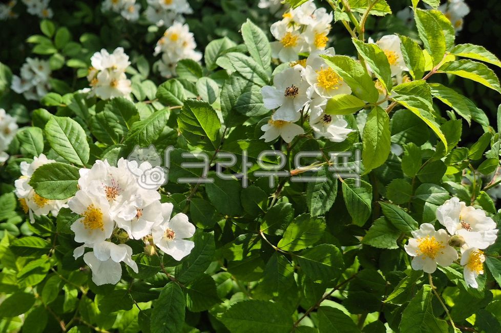 찔레꽃,찔레,생물,흰꽃,식물,향기,녹색,자연