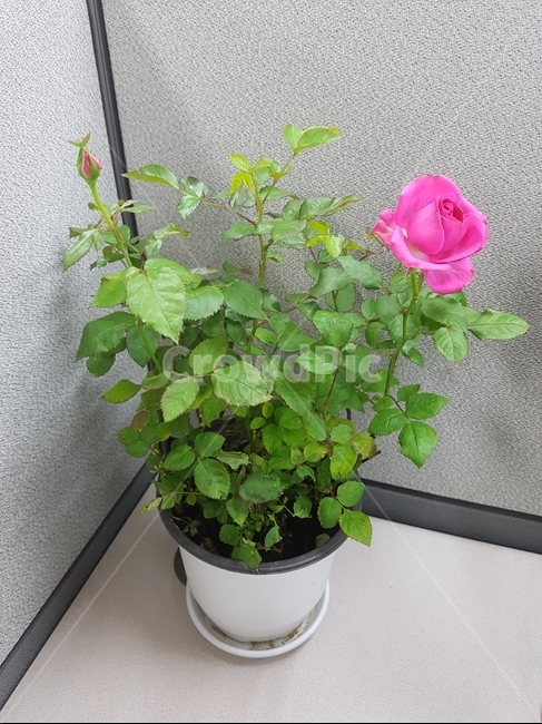 사물실의장미화분,장미화분,핑크장미,장미꽃말,장미키우기,실내,사무실,회색,노색,실내용화초,화분,화초,house plant
