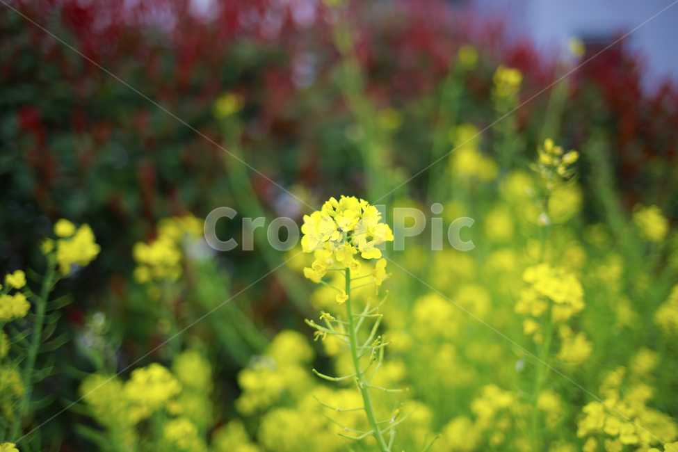 봄,유채,노랑,꽃,봄꽃,식물,봄,계절,spring,season,식물,자연,plants,nature,꽃,flower,plant,blossom