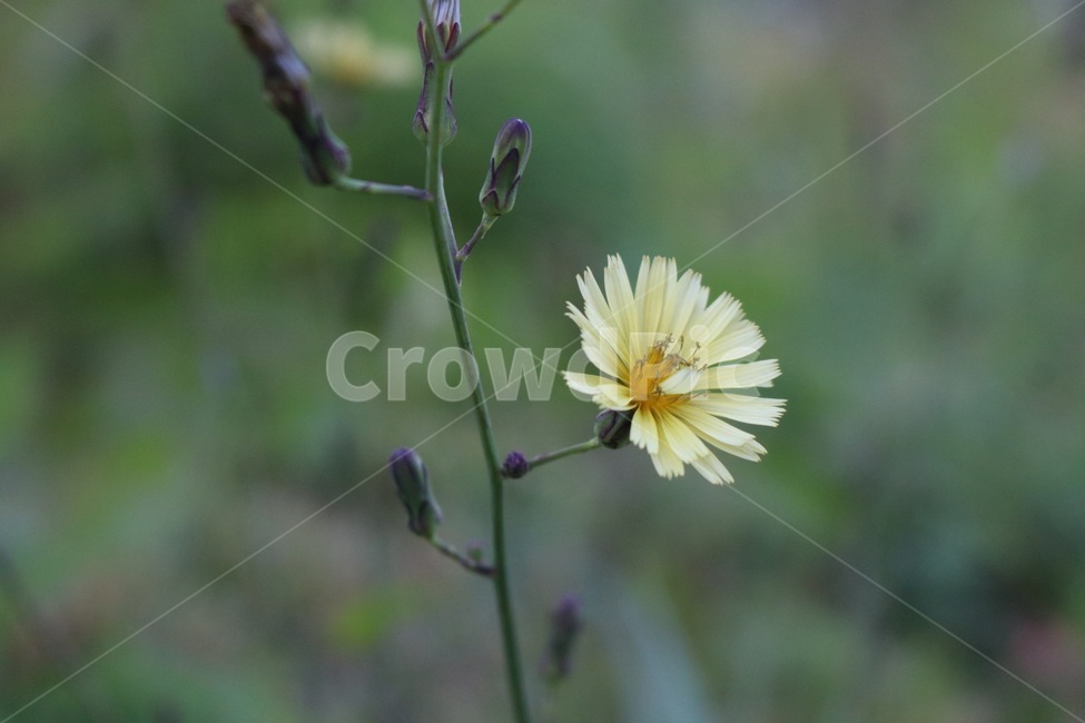 꽃,들꽃,flowers,wildflower,봄꽃