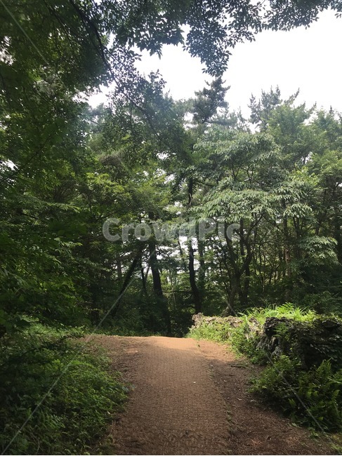 흙길,road,tree,나무,식물,제주도,자연,풍경,분위기
