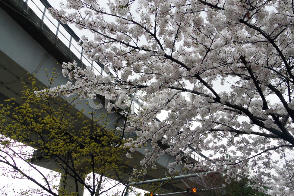 봄,계절,꽃,spring,season,flower,봄,계절,spring,season,식물,자연,plants,nature,꽃,flower,plant,blossom,cherry blossom,벚꽃