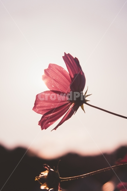 코스모스,감성사진,감성,꽃사진,가을코스모스,꽃,가을,계절,fall,autumn,season,식물,자연,plants,nature,꽃,flower,감성,sensible,feeling,plant,blossom,daisy,데이지,daisies