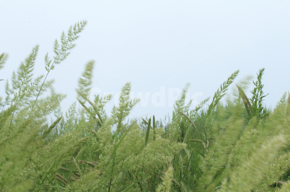 식물,grass,sky,farm,field,leaf,들판,잎,갈대,green,nature,초록