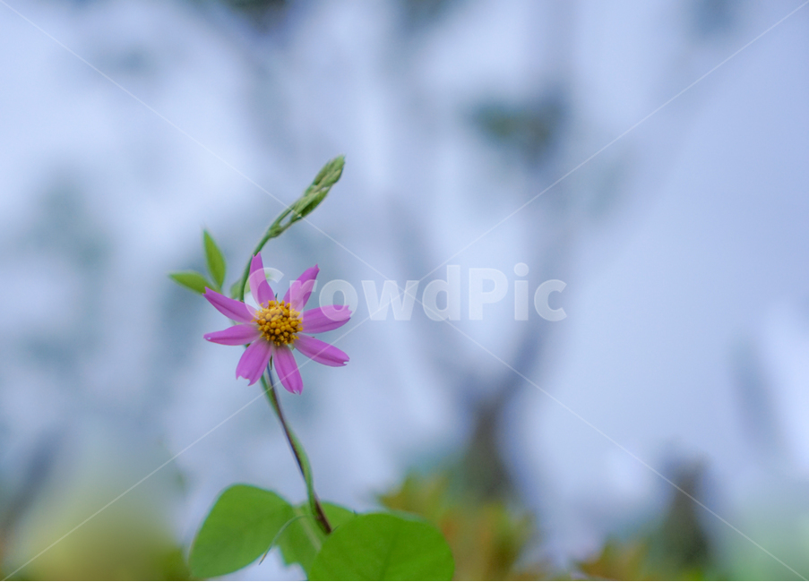 코스모스,가을,식물,자연,꽃,가을,계절,fall,autumn,season,식물,자연,plants,nature,꽃,flower,plant