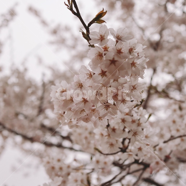 꽃,벚꽃,꽃놀이,꽃나무,벚꽃나무,봄,계절,spring,season,plant,식물,flower,cherry blossom,blossom