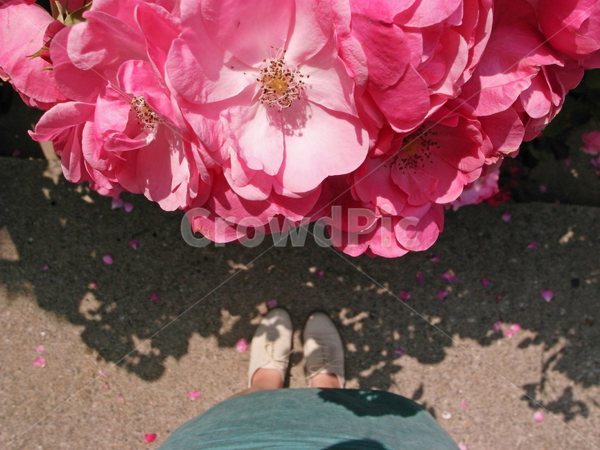 plant,식물,blossom,flower,꽃,산책,공원,봄