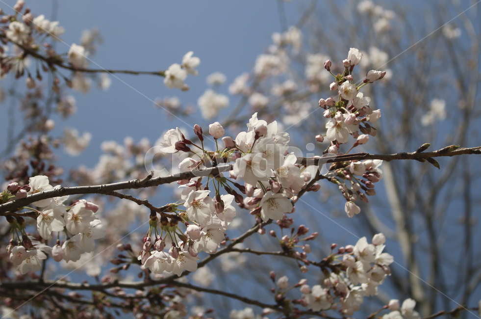 blossom,flower,꽃,벚꽃,봄꽃,spring,봄,plant,식물,tree,나무,treetrunk,나무줄기,나뭇가지,하늘,sky