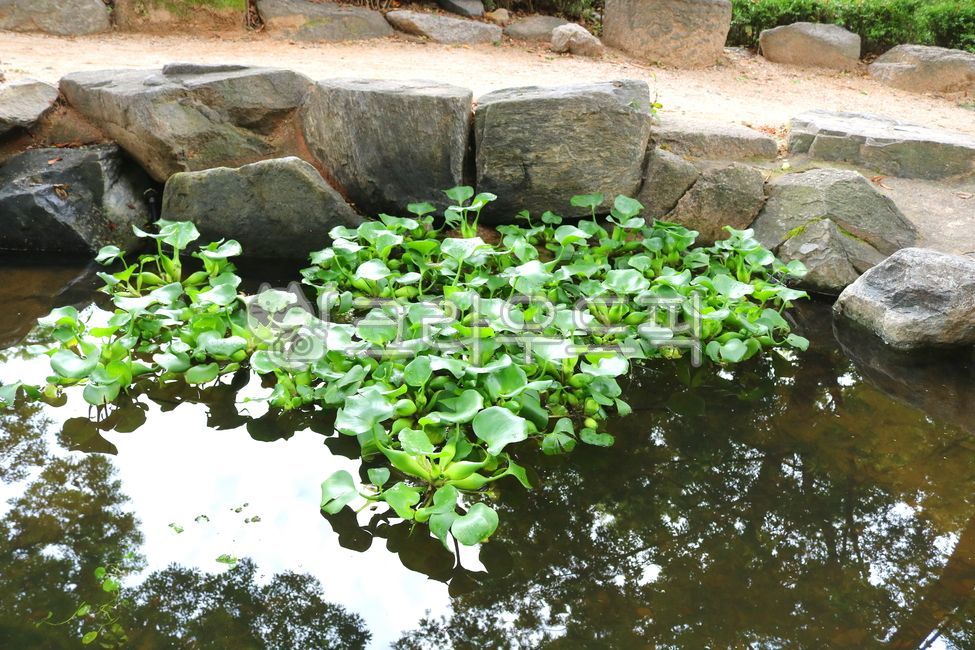 부레옥잠,배옥잠,식물,물옥잠과,수생식물,단자엽식물,잎,관상용,물,자연