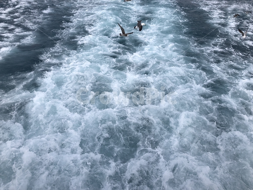제주도바다,우도바다,스크류거품,파도,갈매기,우도,물거품,배지나간자리,제주도,바다,흐린바다,흐린날바다,자연,풍경,nature,landscape,sea,ocean,대양,outdoors,옥외,water,물
